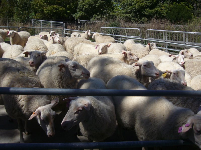Travel - New Zealand - Sheep Farm, Motueka